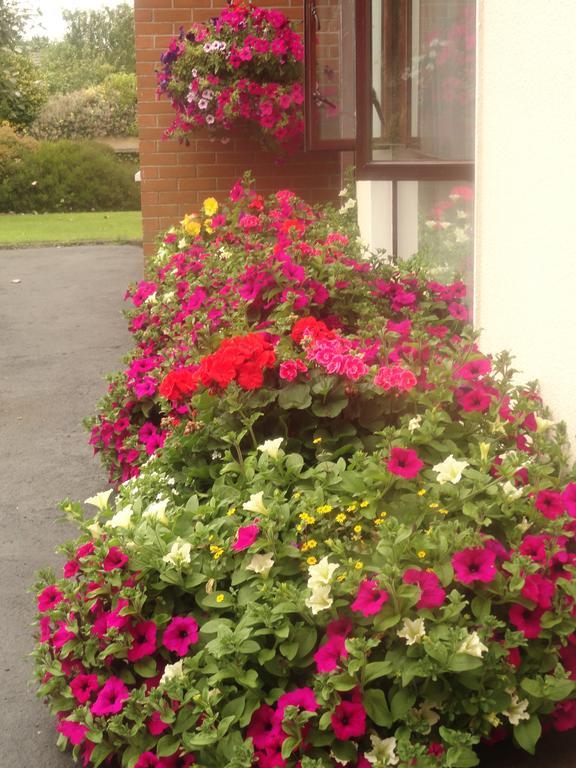 Orley House B&B Drogheda Exteriör bild