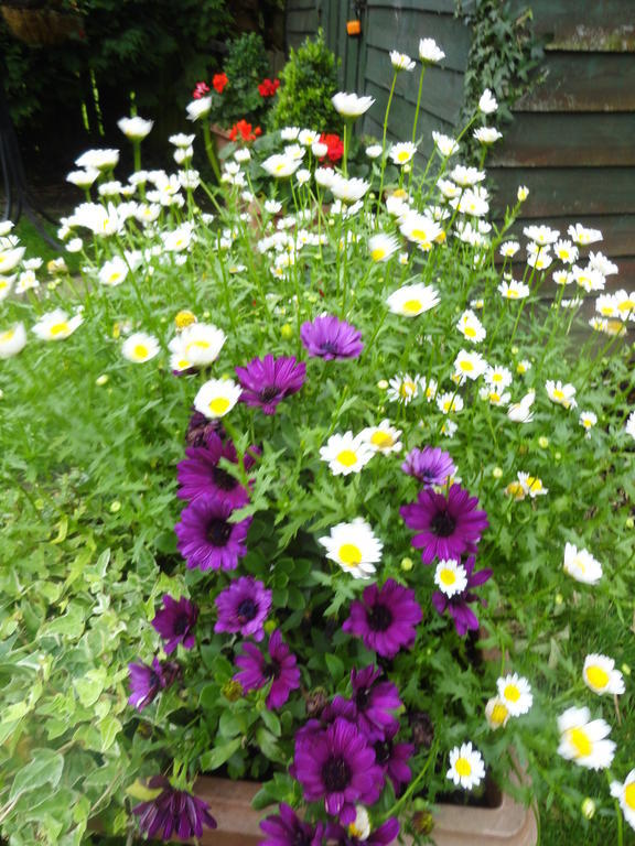 Orley House B&B Drogheda Exteriör bild